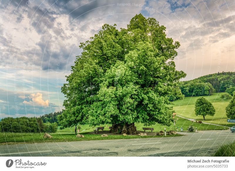 Erstaunliche alte Linde unter spektakulärem Himmel in Linn Natur Landschaft natürlich Schweiz schön grün im Freien Aargau Sommer Schönheit Pflanze Baum Wiese