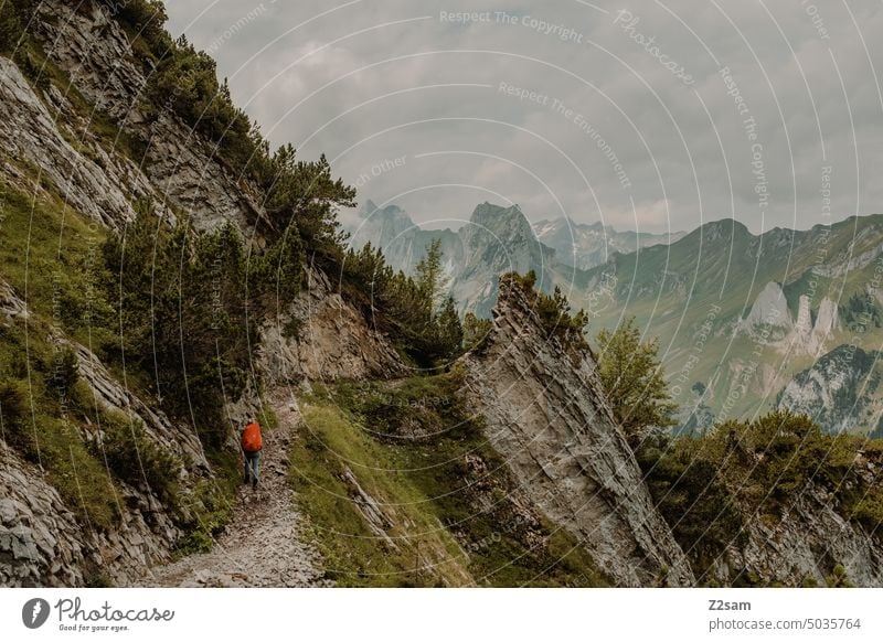 Wanderer im Alpstein hüttntour Schweiz wandern appenzellerland Berge Farbfoto Alpen Außenaufnahme Umwelt Ferien & Urlaub & Reisen grün Dunst Sommer Sonne