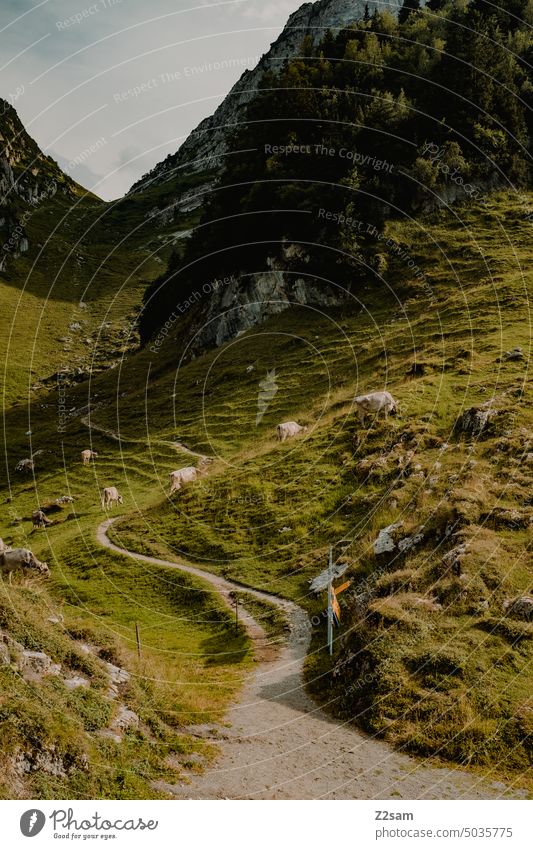 Fälensee | Alpstein alpstein hüttntour schweiz wandern appenzellerland berge Farbfoto Alpen Menschenleer Außenaufnahme Umwelt Ferien & Urlaub & Reisen grün
