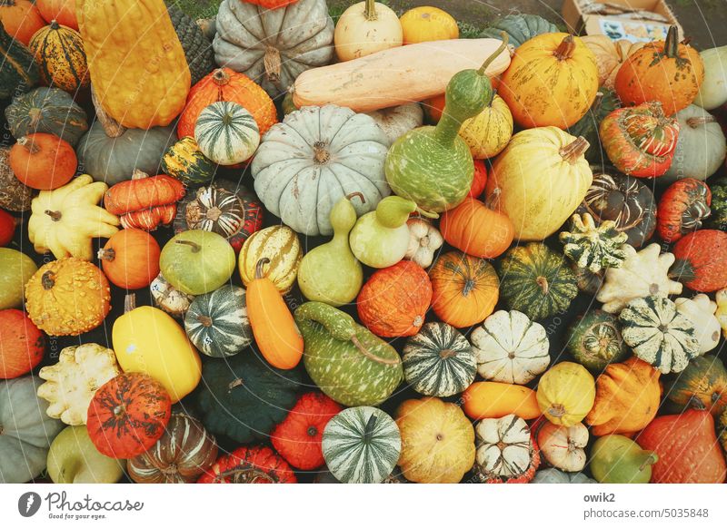 Ökodeko Zierkürbisse Gemüse Kürbiszeit Dekoration & Verzierung Zierpflanze dekorativ Kürbisgewächse Herbst Farbfoto Lebensmittel Bioprodukte herbstlich