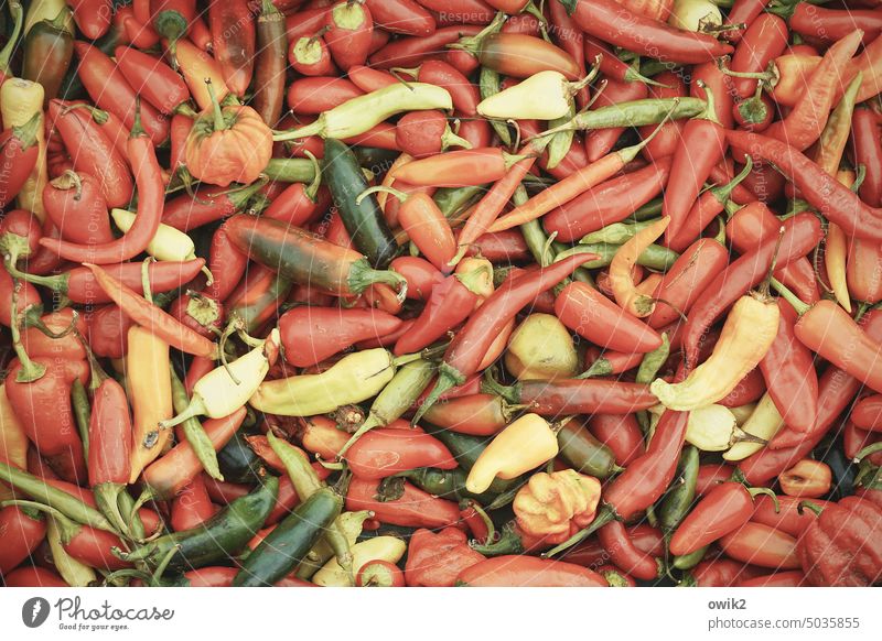 Scharfes Zeug Chili Peperoni rot Farbfoto Scharfer Geschmack Totale Kräuter & Gewürze Schote Pfeffer Mexiko würzig Ernährung Gemüse Kollektion viele scharf