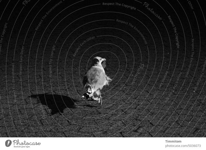 Eine Möwe und deren Schatten auf dem Weg in die Dunkelheit Vogel Tier laufen Pflastersteine Platz Dänemark Angst weglaufen