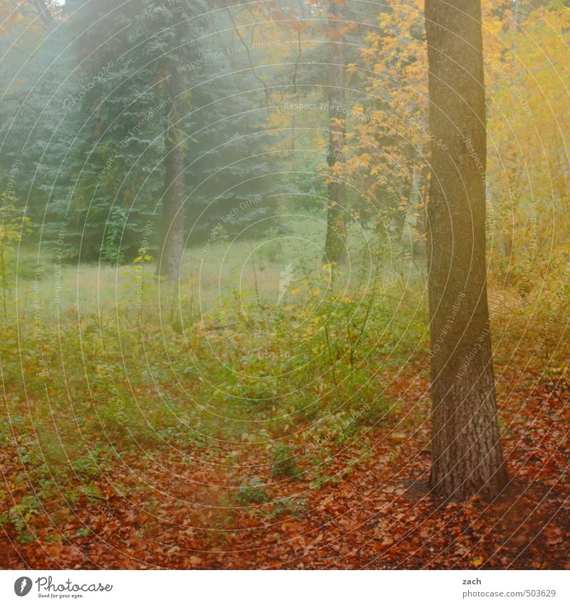 Herbst Umwelt Natur Pflanze schlechtes Wetter Nebel Baum Gras Wiese Wald verblüht braun grün Traurigkeit Vergänglichkeit Blatt Herbstlaub herbstlich Farbe