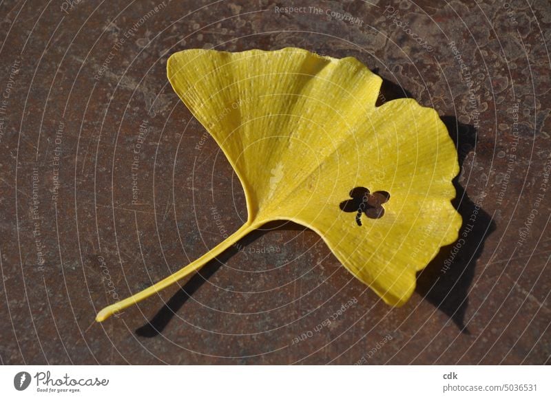 Herbstliches Doppel-Glück | goldgelbes Ginkgo-Blatt mit Stanze vom vierblättrigen Kleeblatt Pflanze Natur Umwelt Herbstlaub Nahaufnahme Tag Herbstfärbung