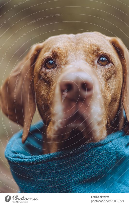 Tagträumer Porträt Hund Magyar Vizsla Nahaufnahme geringe Tiefenschärfe Kopf Seitenansicht Profil Haustier jagdhund fokussiert braun Farbfoto Tierporträt