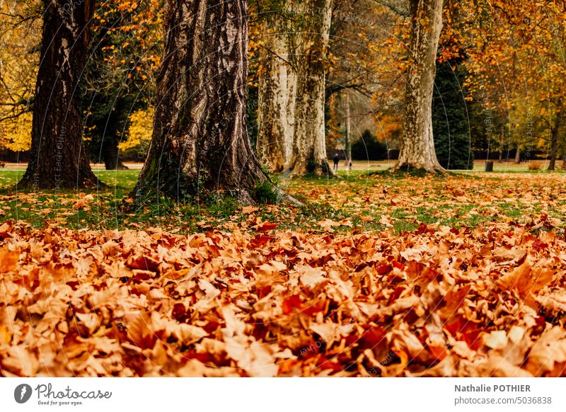 Herbstlandschaft in einem Park Landschaft Außenaufnahme Herbstlaub Blatt Herbstfärbung Natur herbstlich Herbstwald Herbstwetter Herbststimmung Baum Blätter