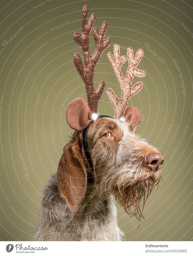 Hund mit Geweih zur Weihnachtszeit Jagdhund Tier Tierporträt Haustier lustig lustiges Gesicht lustiger Hund verkleidung Weihnachten & Advent