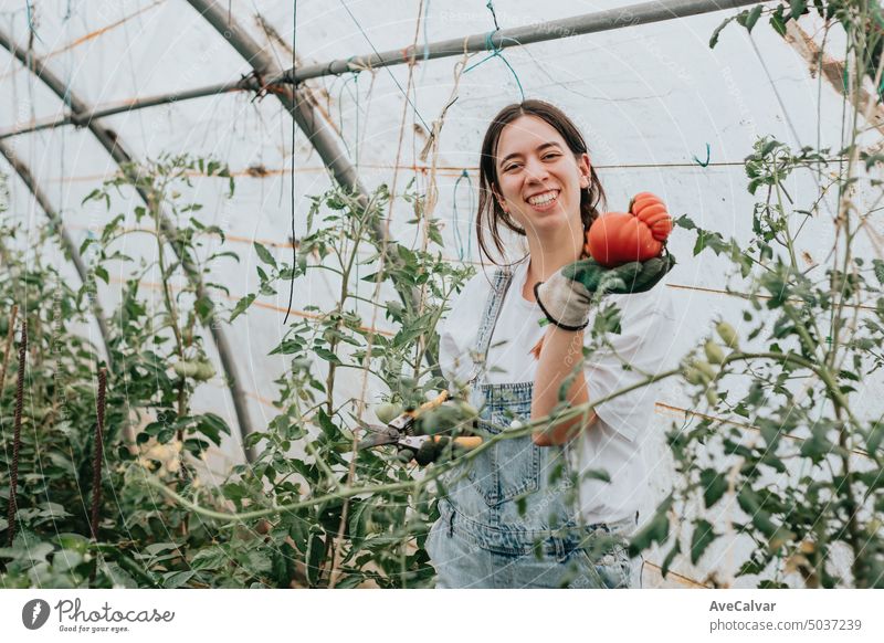 Frau steht in der Mitte eines Gewächshauses und hält Tomaten. Gemüse neue Arbeit Arbeit Konzept Person professionell Gartenarbeit Gärtner abschließen Öko