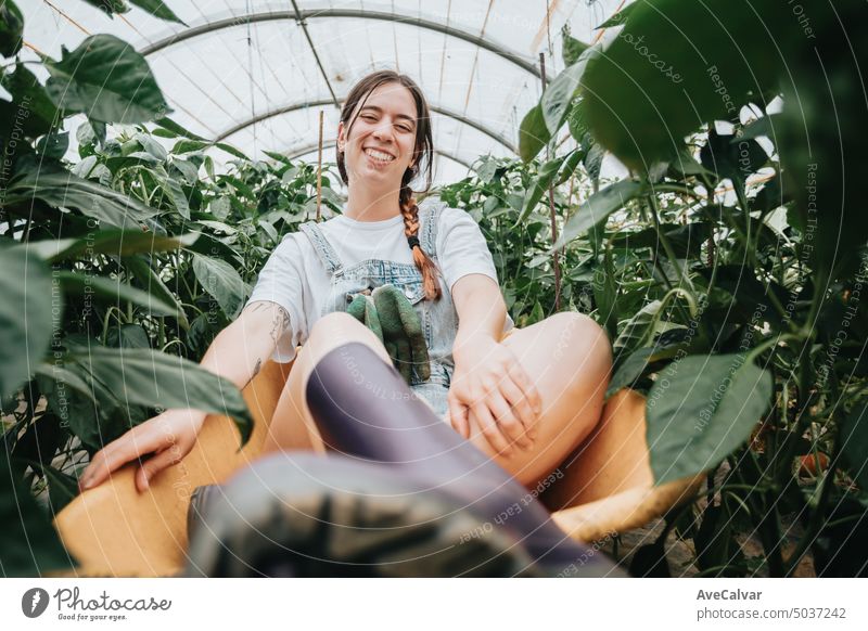 Frau, die sich während der Arbeit in einer Schubkarre im Gewächshaus amüsiert, sammelt Gemüse. Landwirt Person Ernte Gartenarbeit Ernten 20s Lebensalter