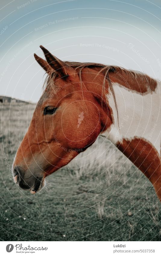 Profilfotografie eines Pferdekopfes Farbfoto Ponys Natur Außenaufnahme Tier Tierporträt Nutztier Tiergesicht Verkaufswagen Blick Nieten Tag wild Hengst