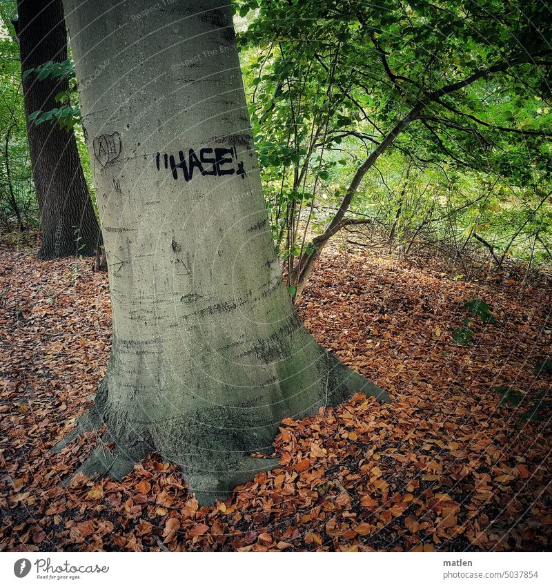 Hase Baum Buche Park Laub Herbst Außenaufnahme Menschenleer Graffiti