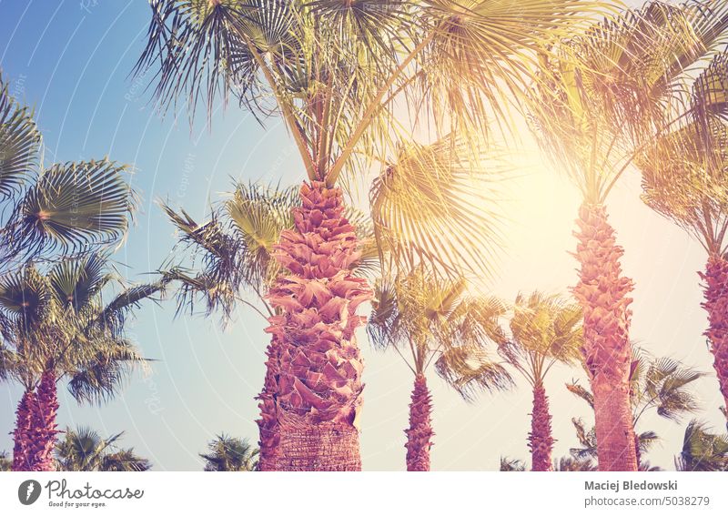 Bild von Palmen in der Sonne, mit Farbtonung. Handfläche Baum Natur Pflanze Himmel retro Sommer Feiertag Urlaub tropisch exotisch grün Blatt reisen