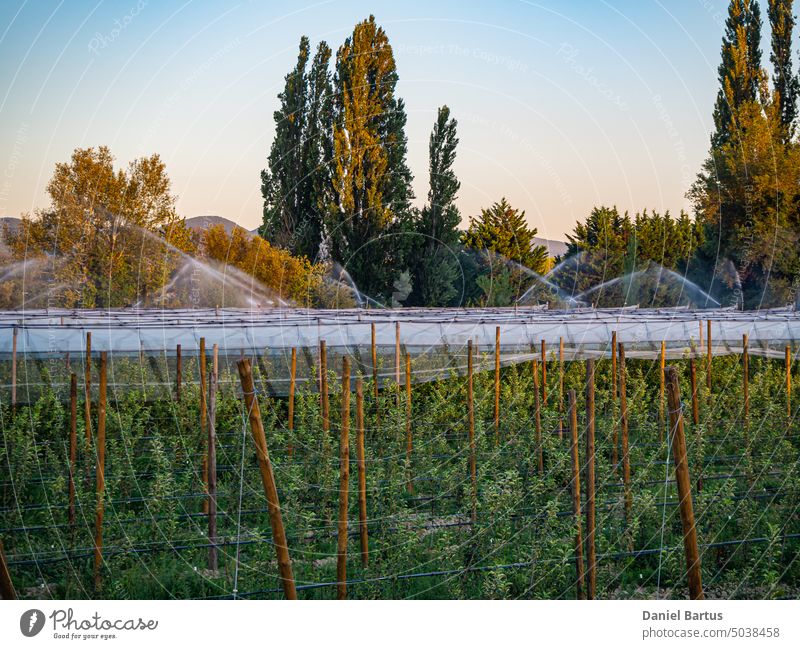 Bewässerung eines Feldes mit Birnbäumen mit Hagelnetz über den Bäumen bei untergehender Sonne Ackerbau Apfel Apfelbauernhof Apfelbaum Hintergrund schön