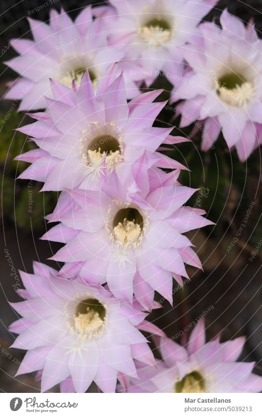 Kaktusblüten auf natürlichem Hintergrund. Platz zum Kopieren. Blume Textfreiraum Foto Pflanze reichlich Blumen schön rosa weiß vergängliche Sommer Raum
