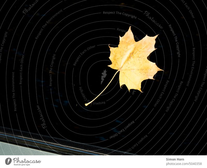 Herbstblatt auf verdunkelter Scheibe Blatt dunkle Jahreszeit Jahreszeiten isoliert schwarz Windschutz Single einzeln Isoliert (Position) Einsamkeit fallen