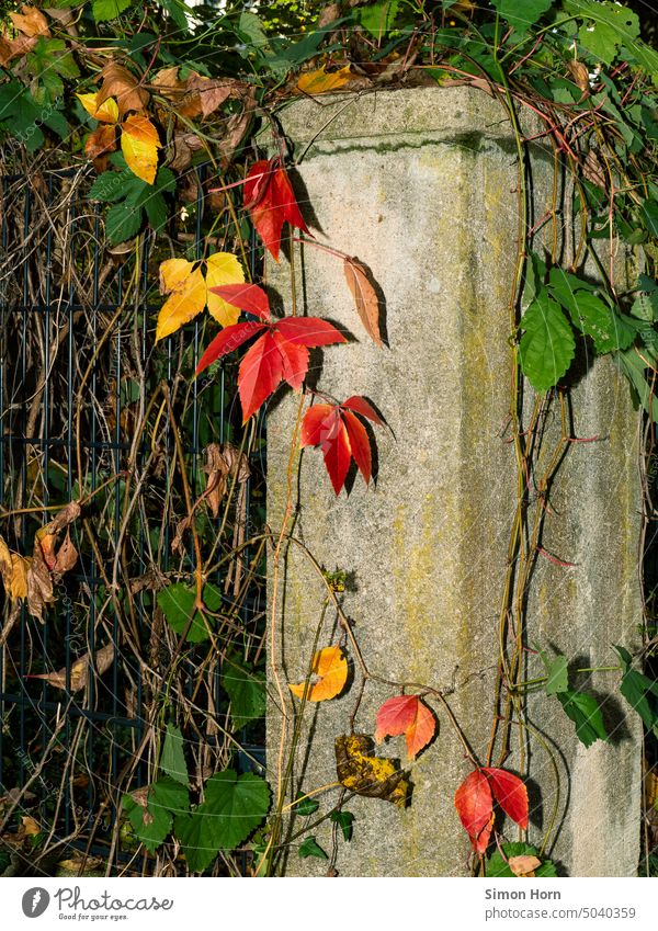 urbane Herbstblätter bunt Jahreszeiten Dornröschen Laub herbstlich wuchern Veränderung Farbwechsel Zaun Pfahl Blätter Pfosten Vergänglichkeit Verfall