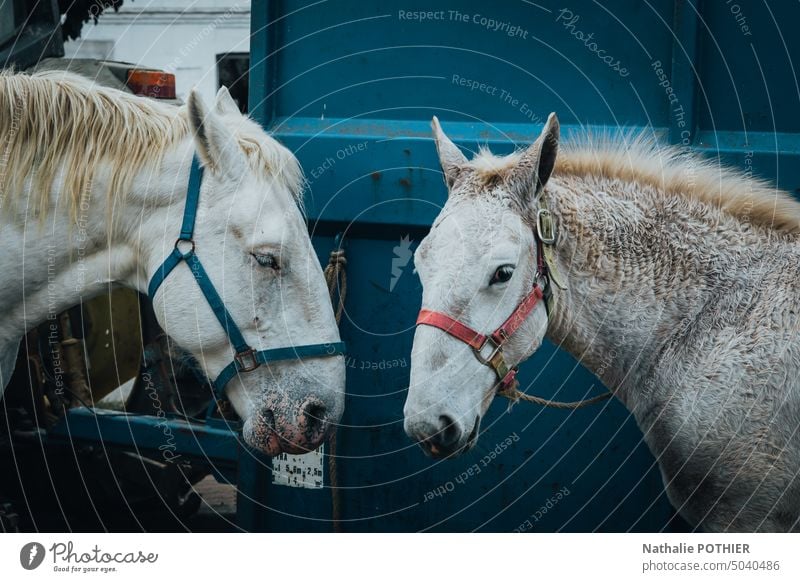 Pferde auf dem Bauernmarkt Kopf Landwirt Bauernhof heiraten Nutztier Tierporträt Außenaufnahme Pferdekopf Tag Tiergesicht Farbfoto