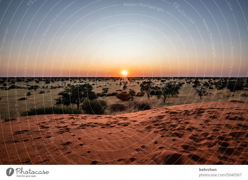 erwachen Düne beeindruckend Sand Wärme träumen Morgendämmerung Sonnenaufgang Kalahari Namibia Ferne Afrika Fernweh reisen Farbfoto Landschaft Einsamkeit