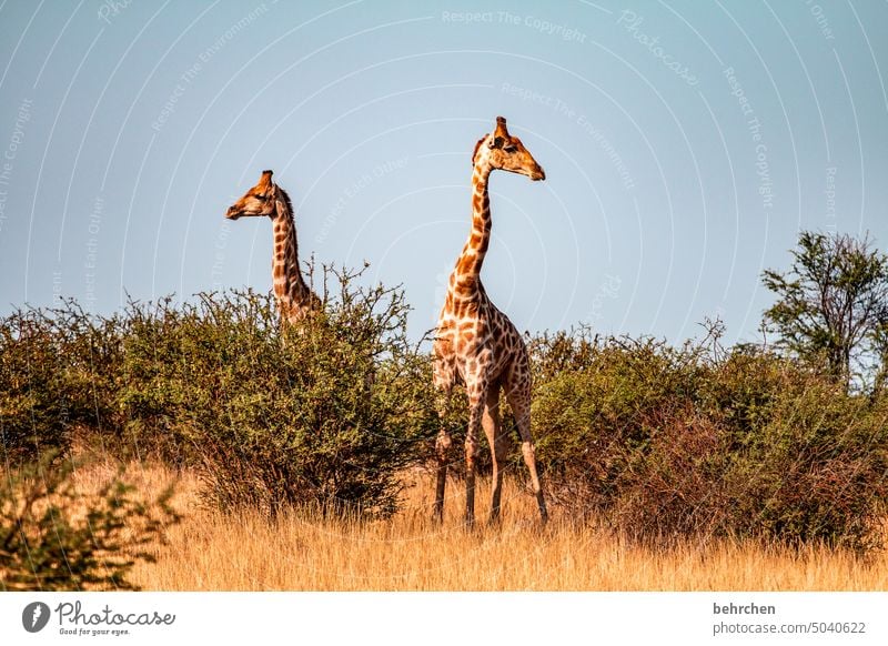 beziehungsprobleme Tiergesicht Menschenleer Tourismus Ausflug Tierporträt Wildnis Kalahari Giraffe Tierschutz Tierliebe Wildtier fantastisch außergewöhnlich