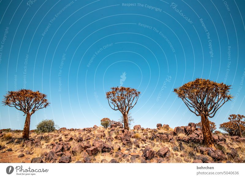 köcherbaumwald Köcherbaum Baum außergewöhnlich Namib Sonne Sonnenlicht Namibia Afrika Wüste weite Ferne Fernweh reisen Farbfoto Landschaft