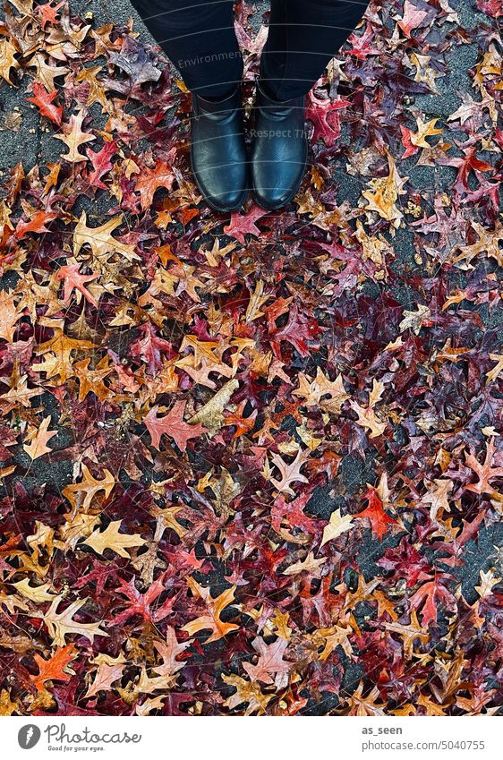 Schuhe im Herbstlaub Laub herbstlich Blätter Herbstfärbung Natur Vergänglichkeit Jahreszeiten Herbststimmung Herbstfarben Außenaufnahme Baum Herbstwetter