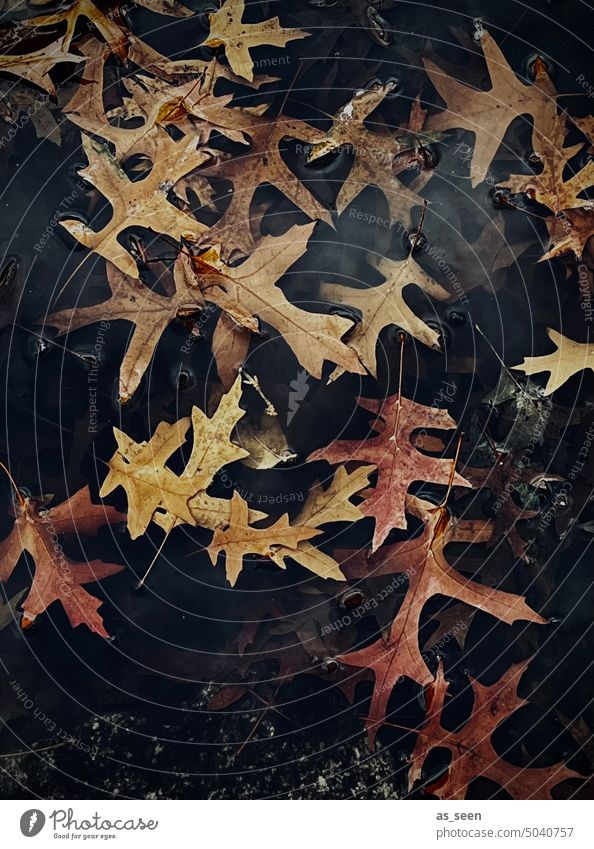 Herbstblätter im November Pfütze Halloween düster dunkel melancholisch herbstlich Herbstlaub Herbstfärbung Natur Vergänglichkeit Herbststimmung Jahreszeiten