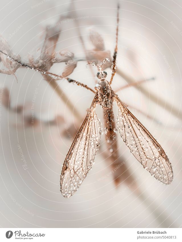Tipuloidea Mücke im Morgentau mit Tropfen auf den Flügeln Insekt Natur Fliege Makroaufnahme Tier Nahaufnahme Detailaufnahme Farbfoto Beine Tierporträt