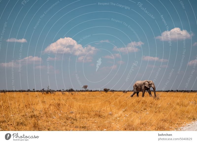 ein elefant fant fant kommt gerannt rannt rannt Tierliebe Tierschutz Trockenheit Savanne Gras beeindruckend besonders Himmel Landschaft Ferien & Urlaub & Reisen