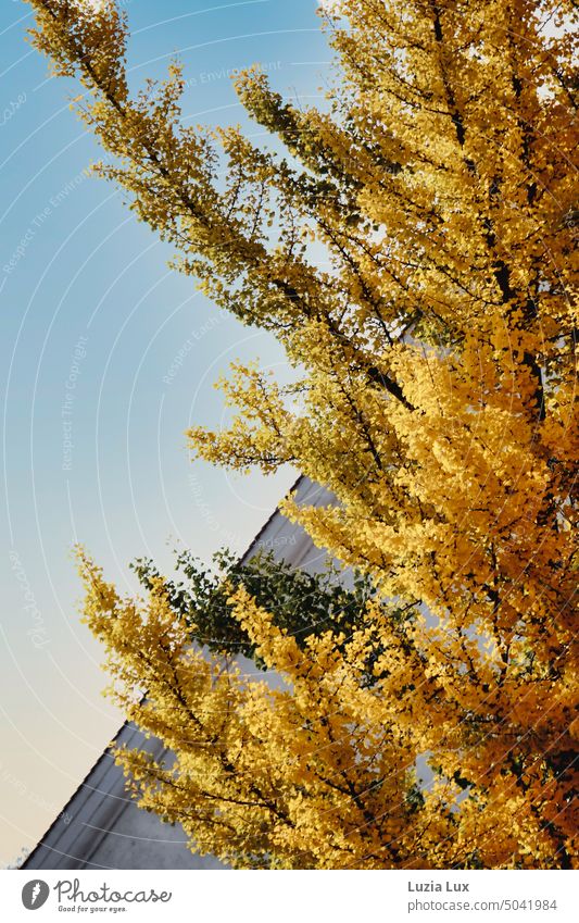 goldenes Herbstlaub vor einer Dachschräge Herbststimmung gelb grün Laub herbstlich freundlich hell Haus Himmel Abendhimmel Abendsonne blau
