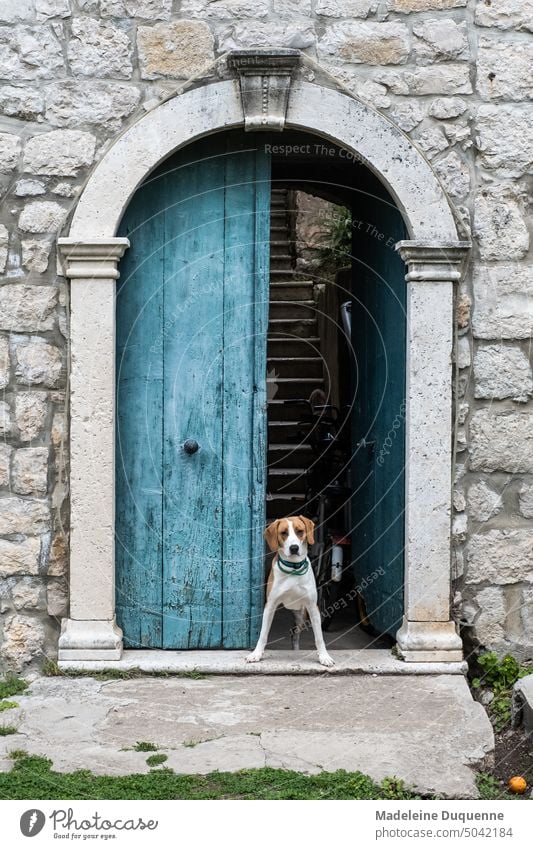 Ein Hund bewacht die Eingangstüre von einem Haus auf der kroatischen Insel Sippen Kroatien Türe Sipan bewachen Wachhund wache halten Hauseingang Insel Sipan