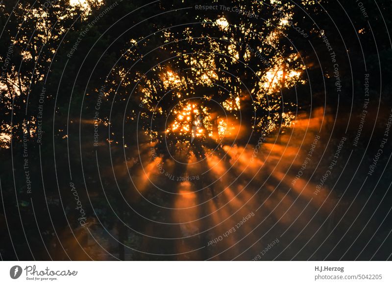 Lichtstrahlen der Abendsonne Außenaufnahme Natur Menschenleer Farbfoto Wald Dämmerung Kontrast Schatten Silhouette Gedeckte Farben Baum mystisch dunkel