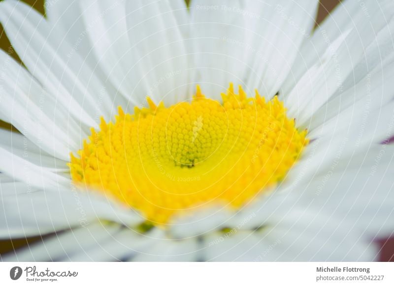 Gänseblümchen - Nahaufnahme, gelb & weiß Blume Blüte kräftiges gelb Makroaufnahme Farbfoto Natur Frühling Frühlingsblume