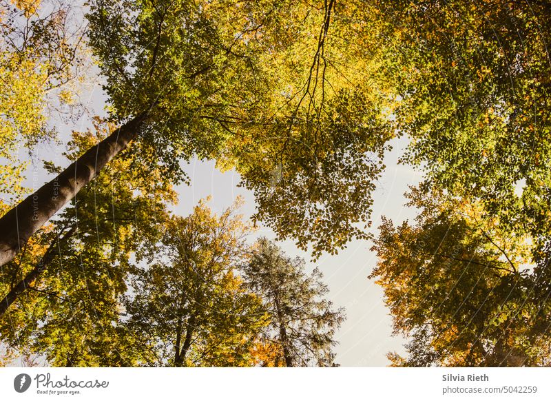 Herbstlicher Blätterwald weitwinklig von unten nach oben aufgenommen herbstlich Herbstlaub Baum bäume wald Bäume Natur Wald Landschaft Herbstfärbung