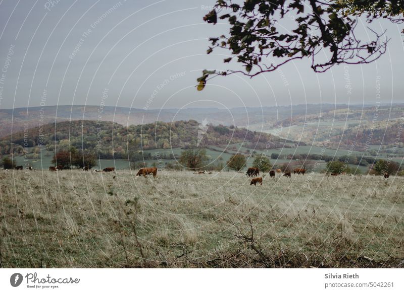 Blick auf eine hügelige Herbstlandschauft in der Rhön mit auf einer Wiese grasende Rinder Landschaft Landscape Kühe Kühe auf der Weide Hügel Hügellandschaft
