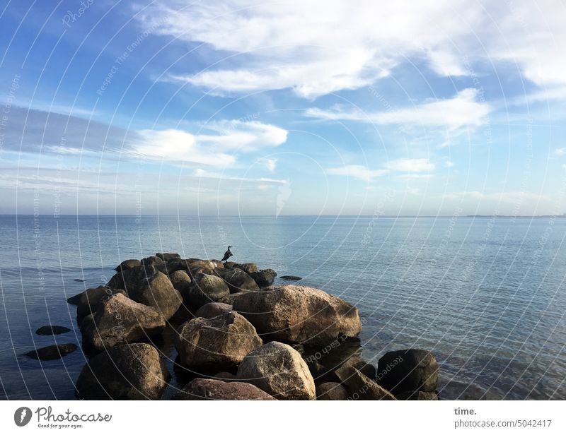 Buhne mit Poser Kormoran Vogel Tier Meer Umwelt Dämmerung Ferne blau Blautöne Küste Natur Leichtigkeit Wellen Stimmung Wolken Ostsee Wasser Horizont Himmel