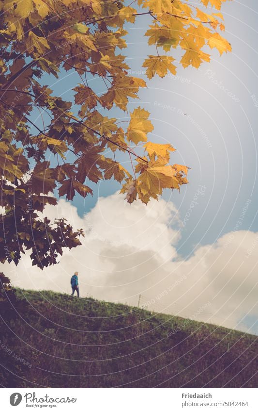 Herbstspaziergang bunte Blätter Herbstfärbung Blauer Himmel weiße Wolken Spaziergang Schönes Wetter draußensein gelb Hügel Mensch im Hintergrund frische Luft