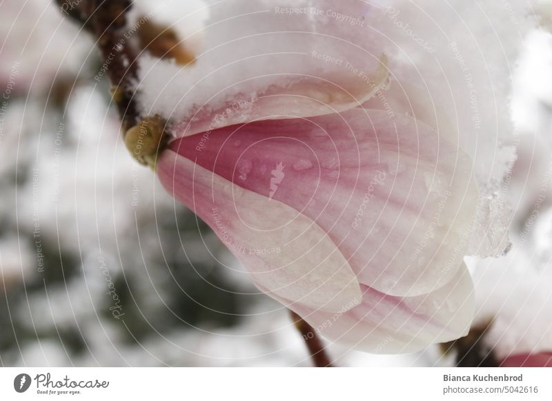 Magnolienblüte, bedeckt mit einer Schneehaube. Magnoliengewächse Magnolienbaum Schneedecke schneebedeckt schneebedeckte Magnolie Blume Blumen Pflanze Pflanzen