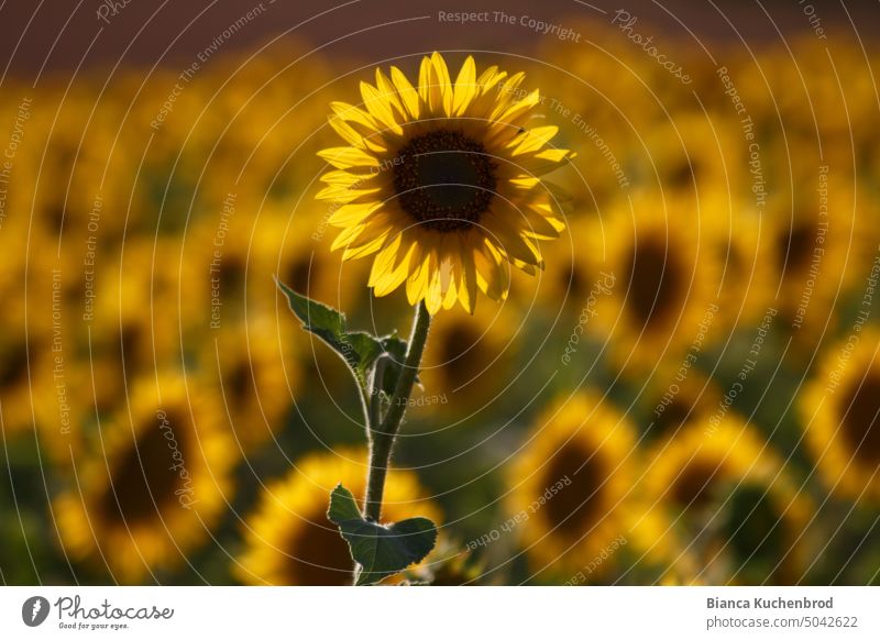 Foto eines Sonnenblumenfelds, bei dem eine Sonnenblume im Vordergrund herausragt und der Rest als Bokeh im Hintergrund zu sehen ist. Blume Blumen Pflanze