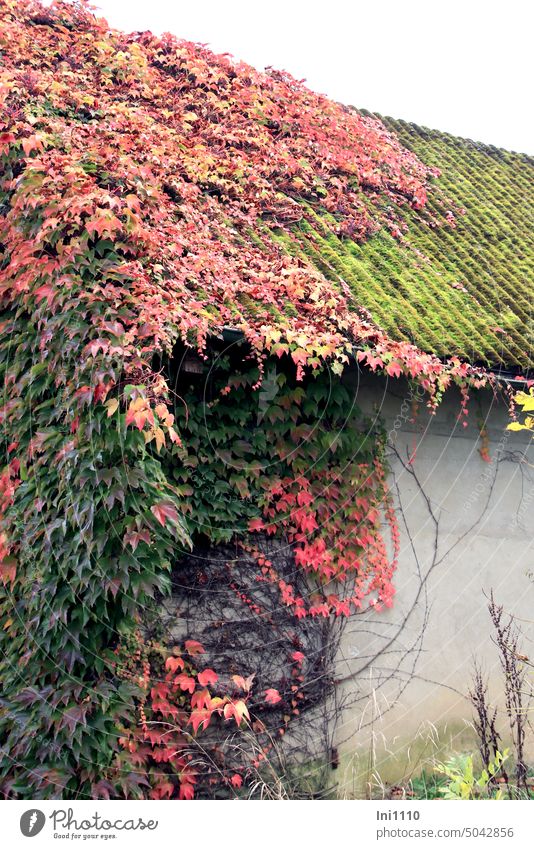wilder Wein in Herbstfärbung Pflanze Kletterpflanze Selbstklimmer Wilder Wein Parthenocissus quinquefolia Jungfernrebe Blattfärbung Farbenpracht