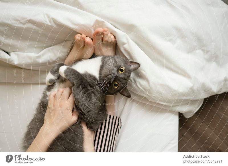 Crop Frau auf dem Bett liegend mit Katze Haustier Kraulen Streicheln Decke Komfort Barfuß heimwärts katzenhaft Tier Besitzer Lügen bezaubernd heimisch