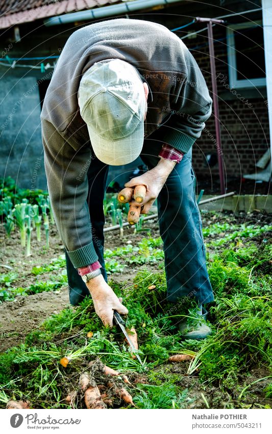 Alter Mann pflückt Möhren in seinem Gemüsegarten alt Karotten Kommissionierung Garten organisch Ackerbau Ernte frisch Sommer Gartenarbeit Natur Pflanze