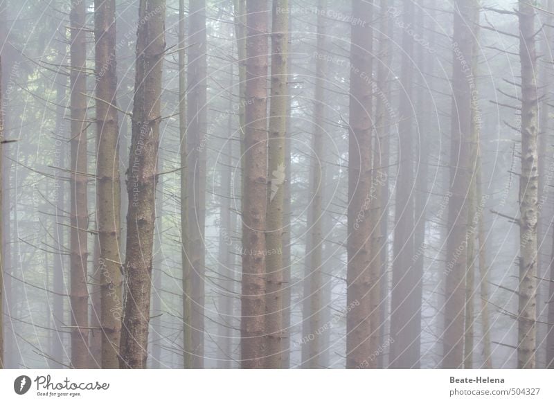 Alle streben nach oben wandern Umwelt Natur Pflanze Herbst Wetter Nebel Baum Wald Holz Bewegung stehen Wachstum ästhetisch dünn einfach hell Sauberkeit braun