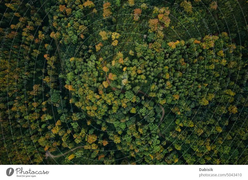 Draufsicht auf einen Herbstwald mit farbigen Bäumen Wald Baum Natur Top Ansicht fallen Landschaft Laubwerk Hintergrund im Freien abstrakt Waldgebiet Licht Blatt