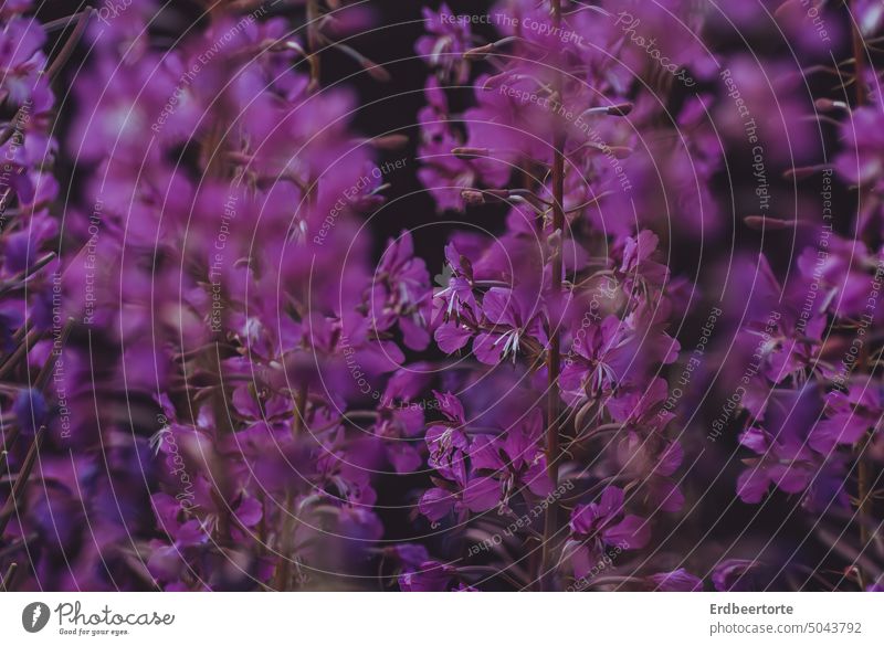 Wenn jetzt Sommer wär… flora lupine blütenmeer Blüte Garten Natur Blühend park Farbfoto schön Wiese Blumen Lila pink Wald violett Pflanze Blüten Außenaufnahme