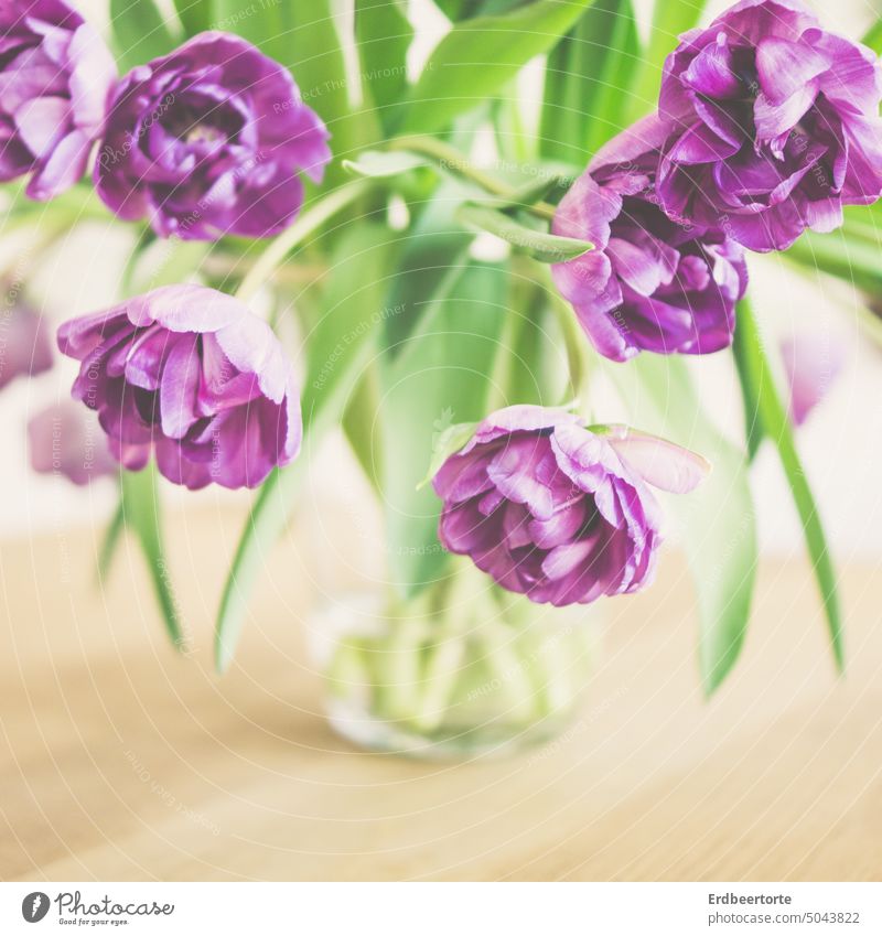 Tulpen in Vase Blumenstrauß Frühling Dekoration & Verzierung Farbfoto schön Innenaufnahme Muttertag Geburtstag lila Vase mit Blumen zart Vergänglichkeit
