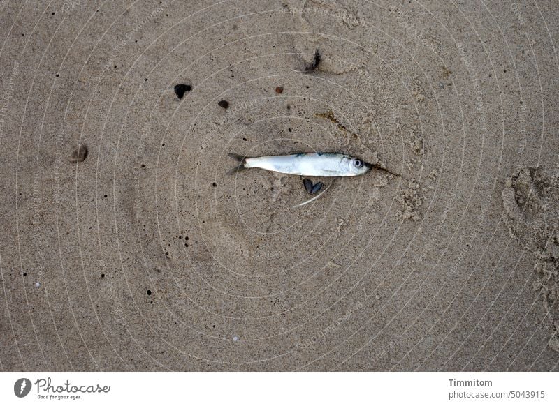 Gestrandetes Fischlein klein tot gestrandet Sand Strand Nordsee Dänemark Natur Menschenleer Spuren