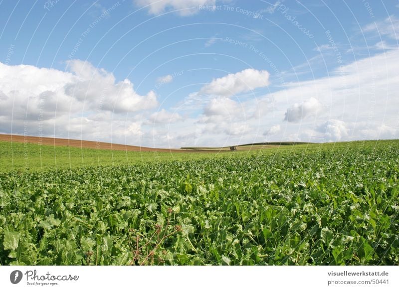 landwirtschaft Landwirtschaft grün Feld Rüben Wolken blau Natur Leben Himmel