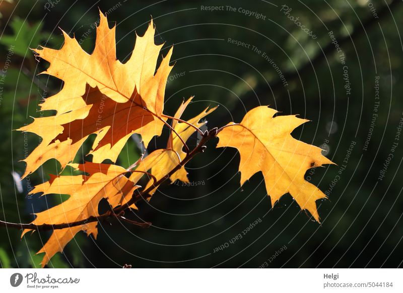 Herbstleuchten - von der Sonne beleuchtete gelbe Ahornblätter im Gegenlicht Blatt Ahornblatt Herbstfärbung Leuchten Licht Schatten Sonnenlicht Farbfoto Natur