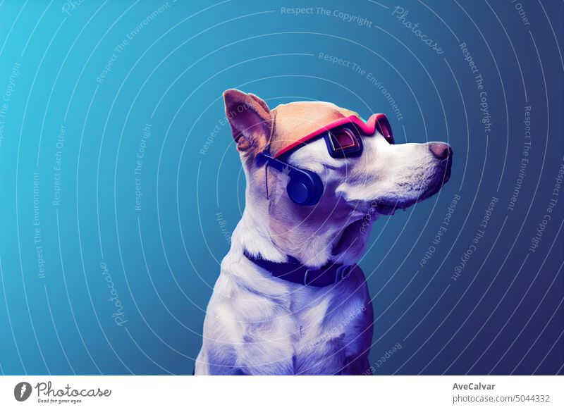 Lustiger Hund, der ein VR-Headset trägt und nach oben schaut, Studiofotografie. Kopieren Raum, niedliche Hunde menschliche Aktionen Haustier Welpe tragend