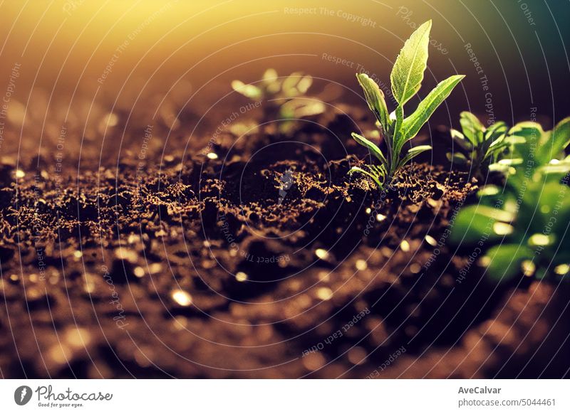 Nahaufnahme eines Pflanzenkeimlings auf einem trockenen Boden, Rettet den Planeten, Umweltkonzept, Anpflanzen von Gemüse Erde Öko umgebungsbedingt Schutz sparen